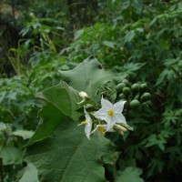 Solanum torvum Sw.